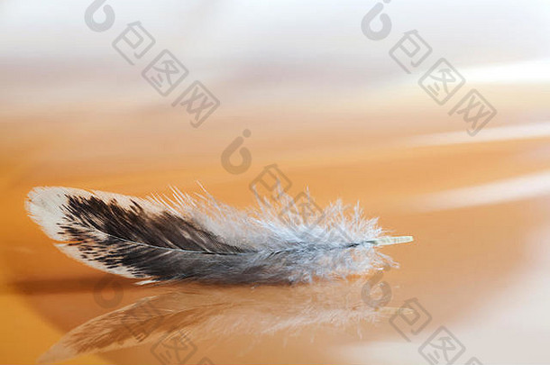毛茸茸的羽毛模糊摘要背景宏视图色彩斑斓的鸟羽毛模式纹理浪漫的温柔的艺术生活照片浅深度场软焦点