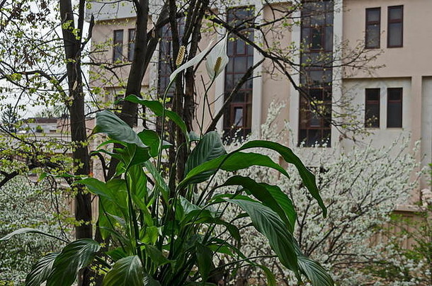 白色和平莉莉Spathiphyllum耳蜗春天盛开的花园背景索菲亚保加利亚