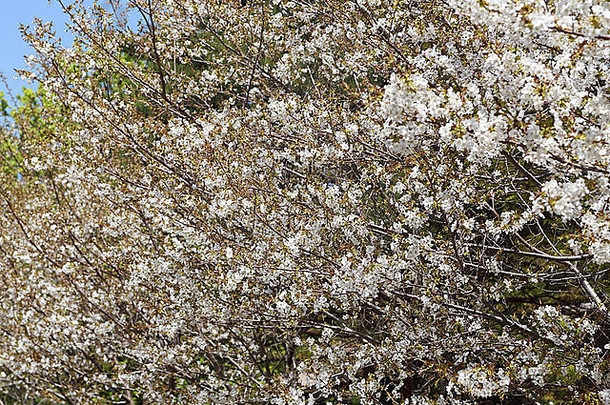 白色樱花树湖河口湖日本