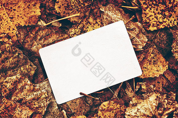 空白业务卡圆形的角落干秋天叶子背景健美的图像