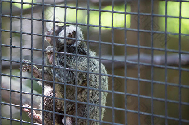 常见的绒猴猴子挂笼子里线