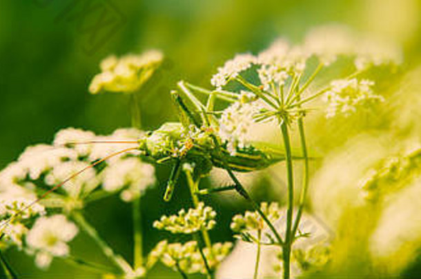 绿色蚱蜢坐在吃花模糊绿色背景阳光明媚的夏天一天网络横幅设计