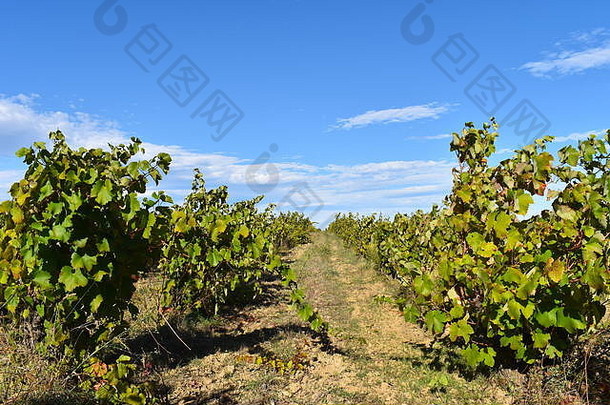 法<strong>国酒</strong>生产区域酒制造商购买土地成长葡萄出售酒酒庄葡萄园南欧洲