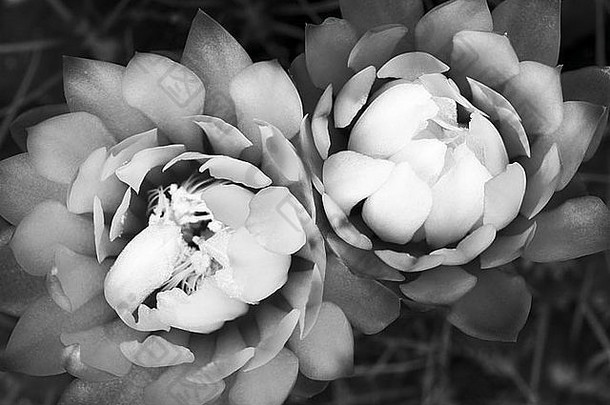 灿烂的仙人掌花裸苣苔属