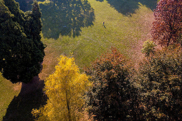 自然景观空中视图公园秋天树叶多叶的树草地绿色区域生态叶子树