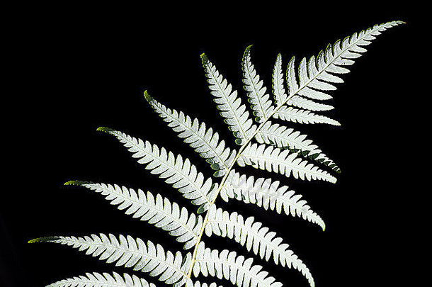 新西兰银蕨类植物cyatheadealbata