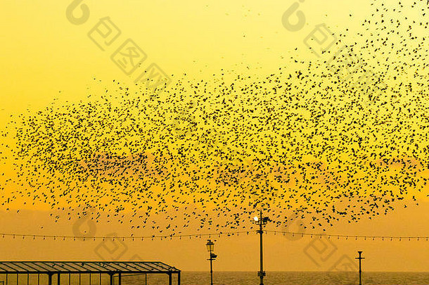 群飞动物燕八哥飞行群鸟黄昏淙淙声布莱克浦码头栖息鸟飞行欧掠鸟栖息喃喃的声音栖息喃喃的声音
