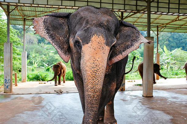 泰国清迈的快乐大象