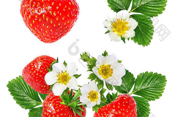 白色背景上分离的草莓和草莓花