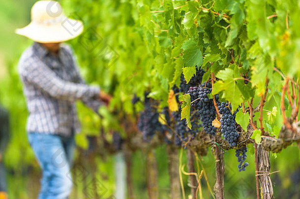 葡萄采摘于世界著名的桑吉奥维塞葡萄酒，口感极佳。