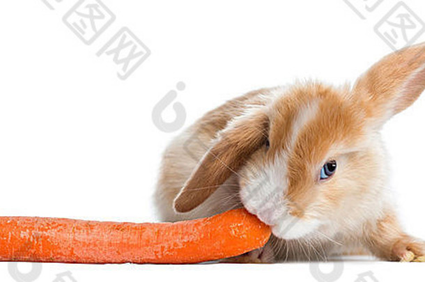 缎面迷你罗布兔在白色背景下吃胡萝卜