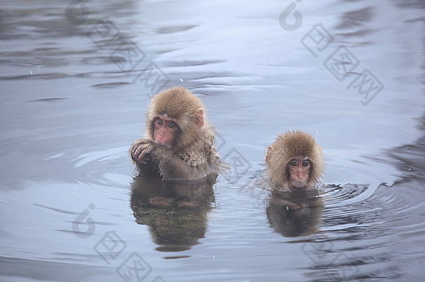 孩子猴子热春天地狱谷长野日本