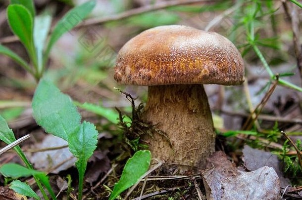 牛肝菌属Edulis可食用的蘑菇真菌自然环境