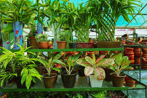 日益增长的能植物商业花园