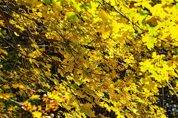 图片色彩鲜艳的森林秋天罗马尼亚