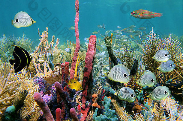加勒比海健康的珊瑚礁，有多彩的海绵和热带鱼