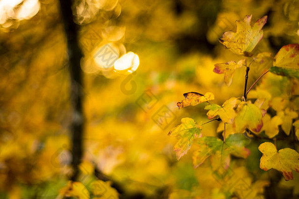 英国牛津，一片广受欢迎的林地景观中明亮的秋天田野枫树叶子