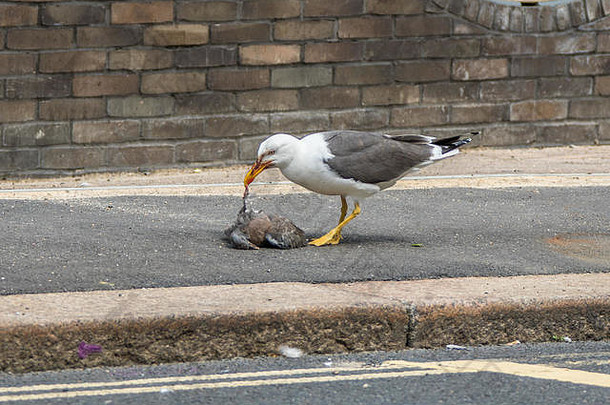 2018年6月1日。伦敦，英国。伦敦一条街上，一只较小的黑背海鸥在鸽子上大吃大喝。大卫·罗/阿拉米现场新闻