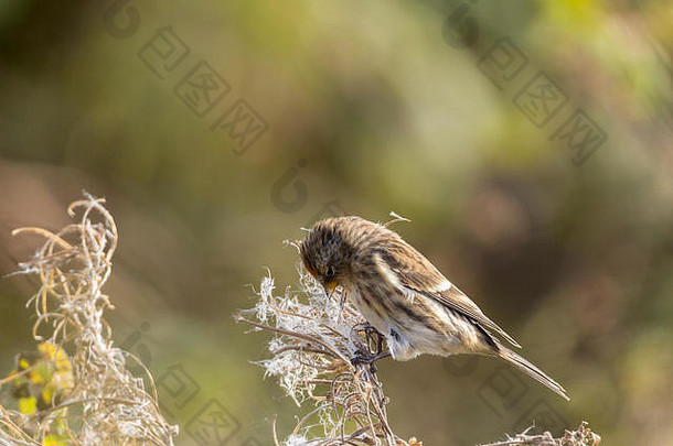 金翅鸟卡杜埃利斯弗拉玛喂养种子敏捷活跃的雀冬天游客较小的金翅鸟小