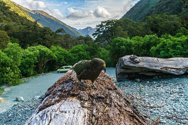 Kea山鹦鹉树树干南国南部阿尔卑斯山脉新西兰