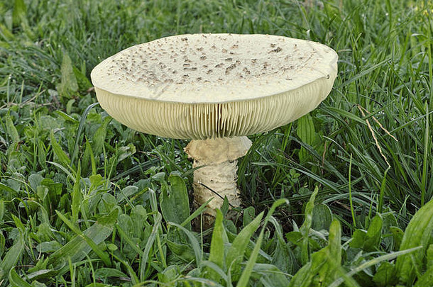 成熟的标本蘑菇安妮塔维塔迪尼