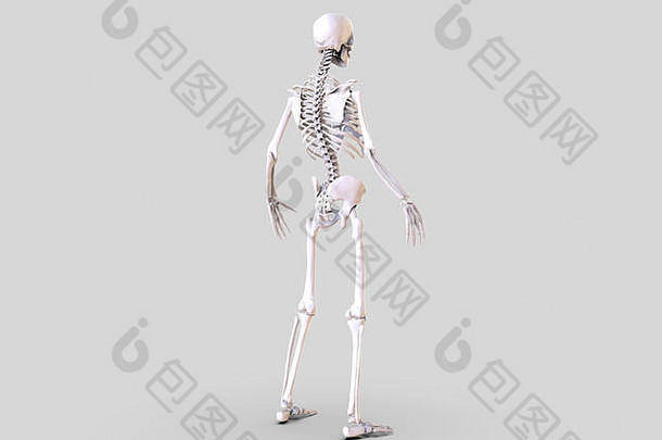 人体骨骼隔离-三维渲染