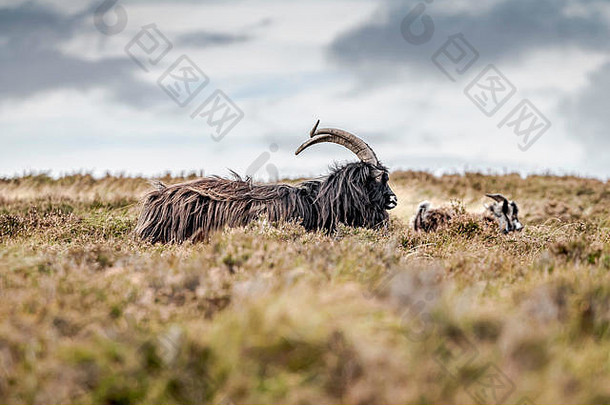 坎普敦，杰德堡，苏格兰边境，英国。2019年10月9日。Cheviot Gaisty Law（459m）上的野山羊，距离苏格兰边境仅几米