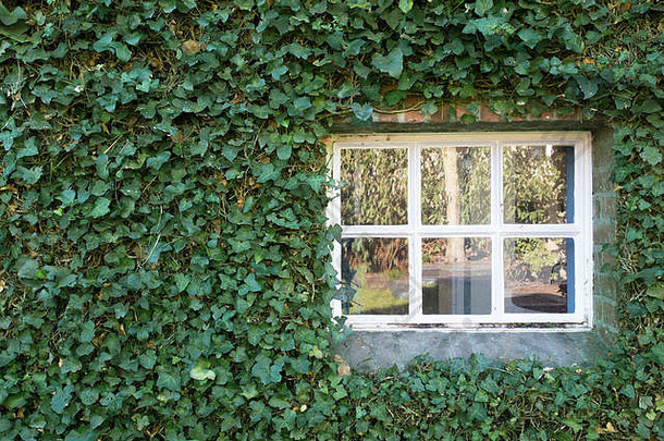 白色舒适的窗口绿色艾薇墙建筑