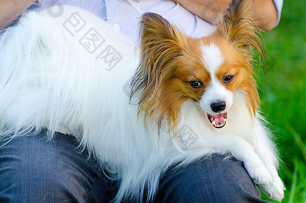一只白色和红色相间的小狗（又名欧陆玩具猎犬）坐在主人的腿上打呵欠，看上去非常友好