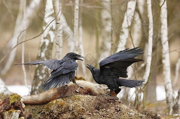 春天，一对普通的乌鸦在桦树之间争夺猎物——珊瑚鸦