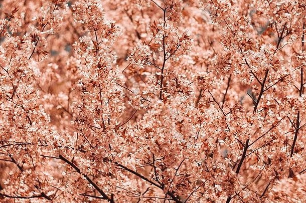 樱桃花朵模糊自然背景春天花春天粉红色的背景散景美丽的自然场景盛开的树太阳