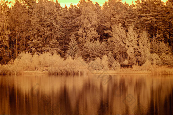 炎热的夏天湖边的森林。树叶和水中的倒影。红外彩像