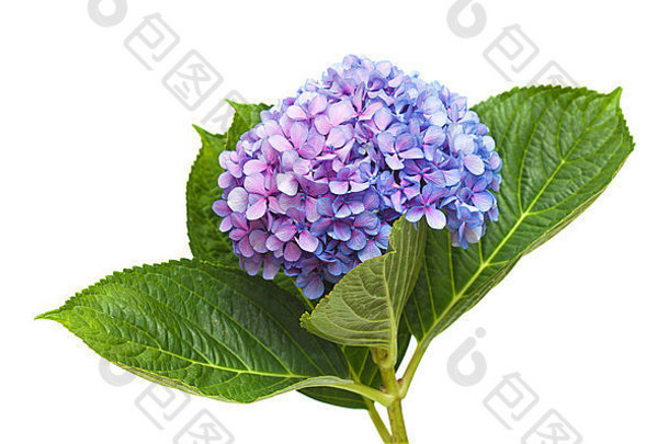 紫丁香蓝绣球花，白色背景