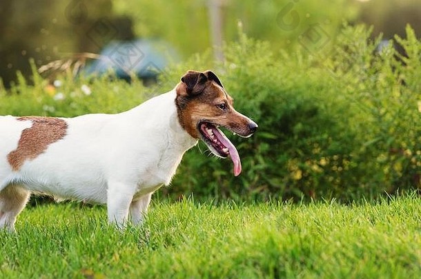 夏天的三伏天。一只纯种杰克·罗素梗狗在夏天的一天，在大自然的草地上。懒洋洋地躺着。好玩的心情。享受自由。