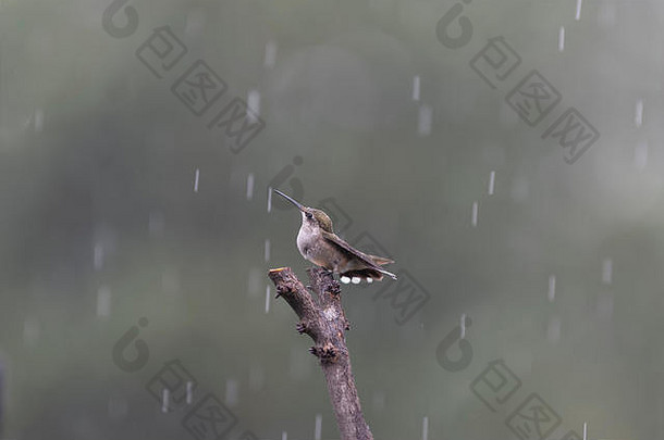ruby-throated蜂鸟栖息雨捕捉雨滴浴