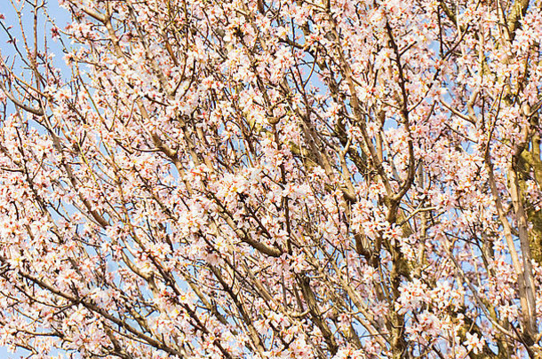 分支机构杏仁树开花粉红色的花蓝色的天空