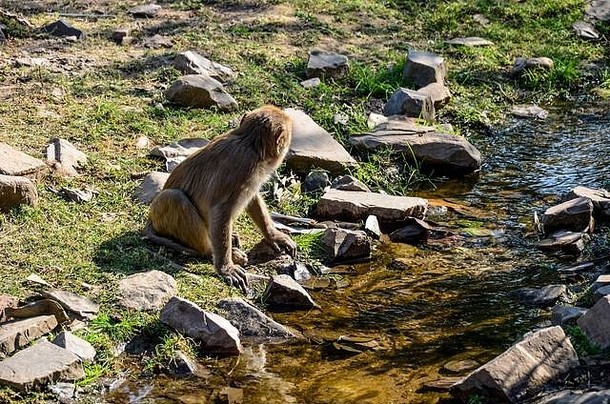 淬火渴猴子喝水清晰的水流