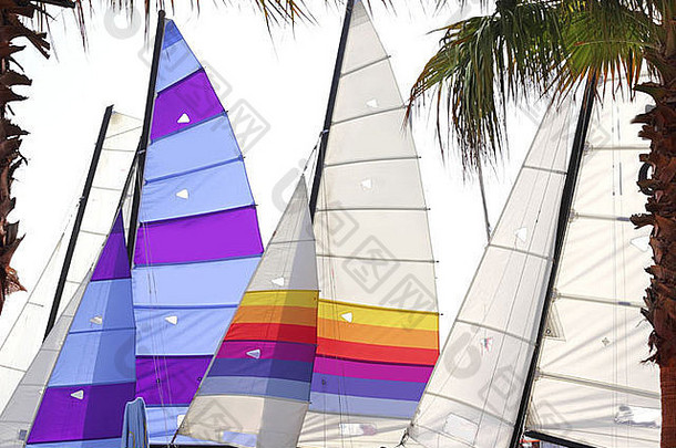 霍比猫色彩斑斓的帆棕榈树叶夏天体育运动假期