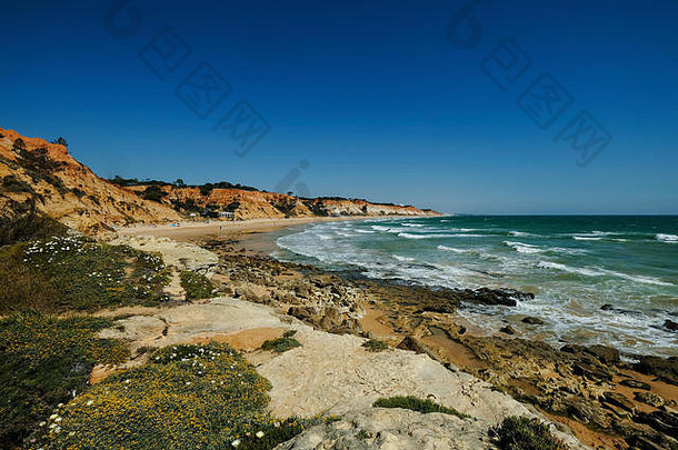 视图景观悬崖沙丘海滩albufeira葡萄牙夏天当地的植被花植物