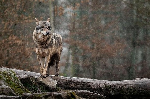森林中的灰<strong>狼</strong>