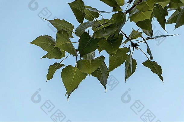 保加利亚索非亚，被阳光照射的秋叶覆盖的杨树小枝