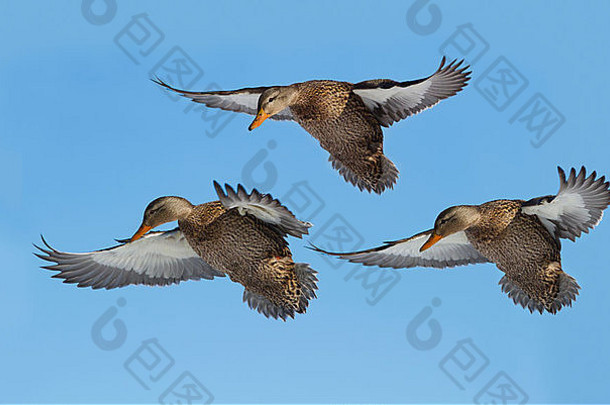 三只雌野鸭在飞翔
