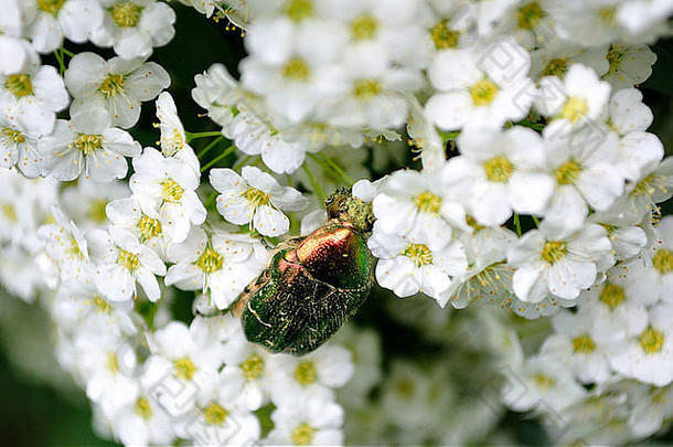 图片玫瑰金龟子喂养花粉