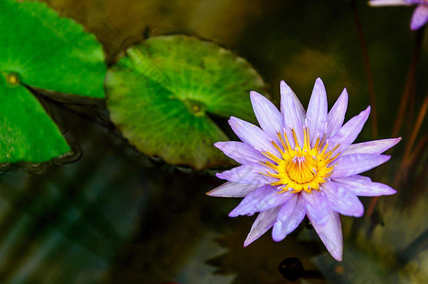 色彩鲜艳的紫罗兰和紫色盛开的荷花生长在黑暗的池塘上。在模糊的叶子背景上，美丽的一朵睡莲漂浮在水面上。