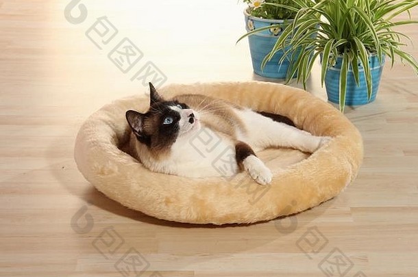 家猫，海豹角白色，躺在柔软的猫垫上