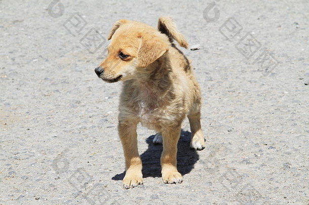 一张棕色杂种小狗站在路面上的照片或图像。