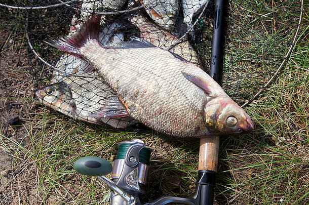 抢手货刚从水中采集的大型淡水普通鲷被称为青铜鲷或鲤鱼（Abramis brama）和带有卷筒的钓鱼竿