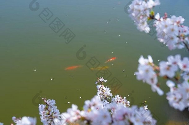 武汉东湖樱花园春暖花开