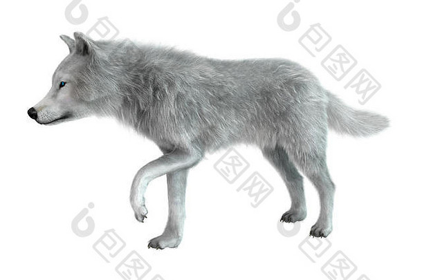 隔离在白色背景上的北极狼的3D渲染