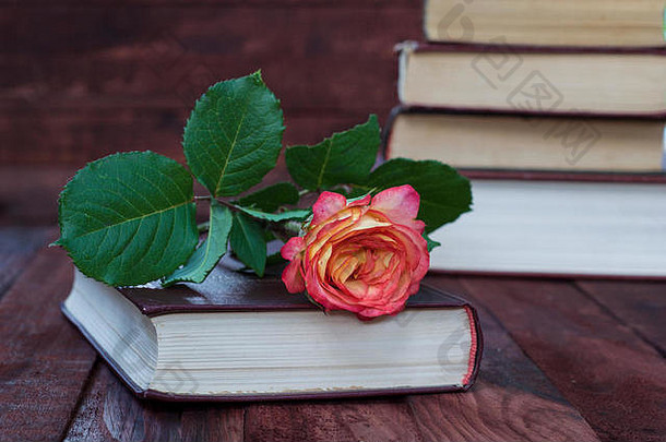 黄玫瑰躺在书上，它在一堆书后面